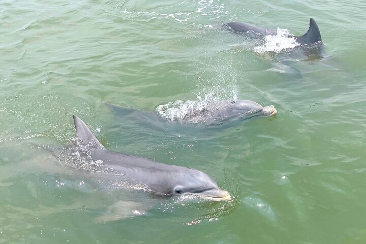 Båttur för delfinskådning på Hilton Head Island, South Carolina, foto 8 | wizardtrip
