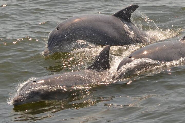 Båttur för delfinskådning på Hilton Head Island, South Carolina, foto 10 | wizardtrip