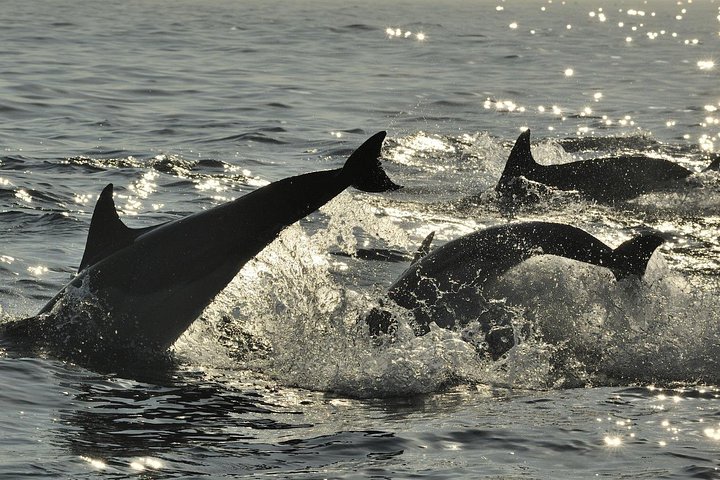 Båttur för delfinskådning på Hilton Head Island, South Carolina, foto 12 | wizardtrip