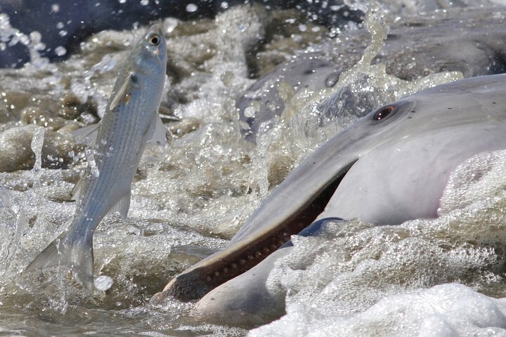 Båttur för delfinskådning på Hilton Head Island, South Carolina, foto 13 | wizardtrip