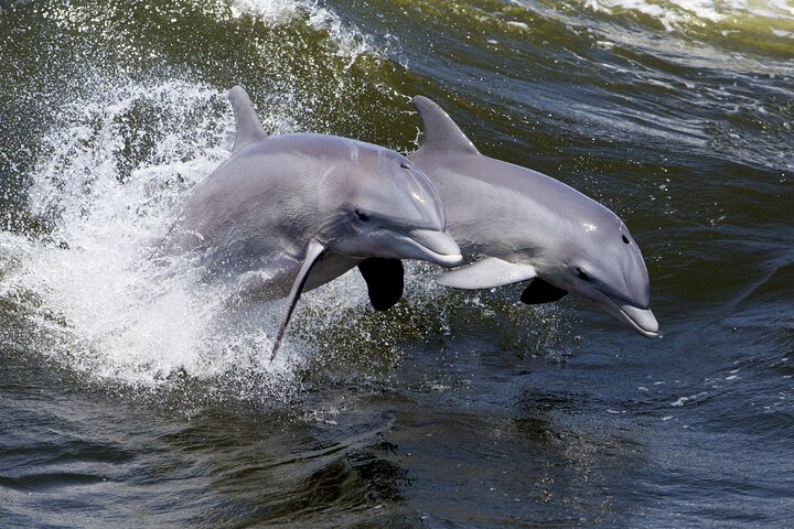 Båttur för delfinskådning på Hilton Head Island, South Carolina, foto 14 | wizardtrip