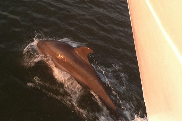 Crociera al tramonto con avvistamento delfini con partenza da Hilton Head Island, foto 14 | wizardtrip