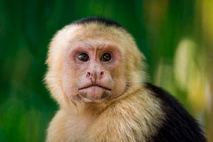 Tour Privado Deluxe del Parque Manuel Antonio | wizardtrip
