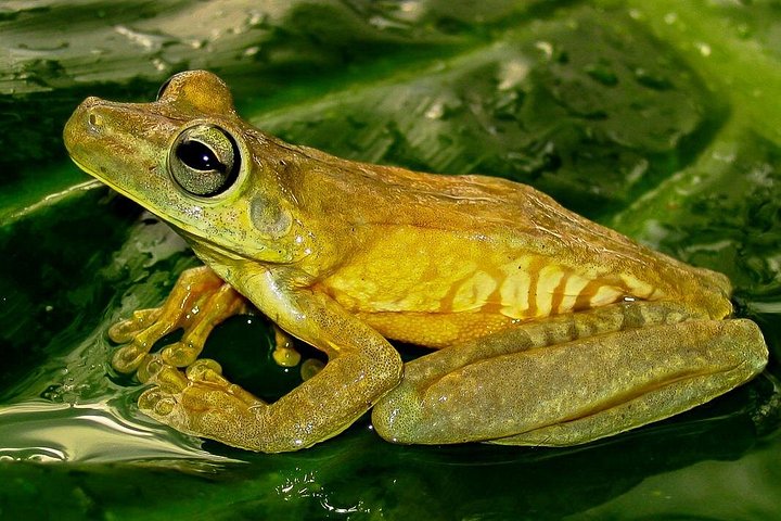 Excursion privée guidée dans le parc national Manuel Antonio au Costa Rica, avec faune et plages, photo 10 | wizardtrip