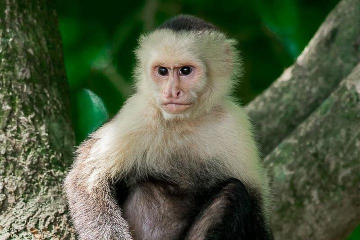 Excursion privée guidée dans le parc national Manuel Antonio au Costa Rica, avec faune et plages, photo 13 | wizardtrip