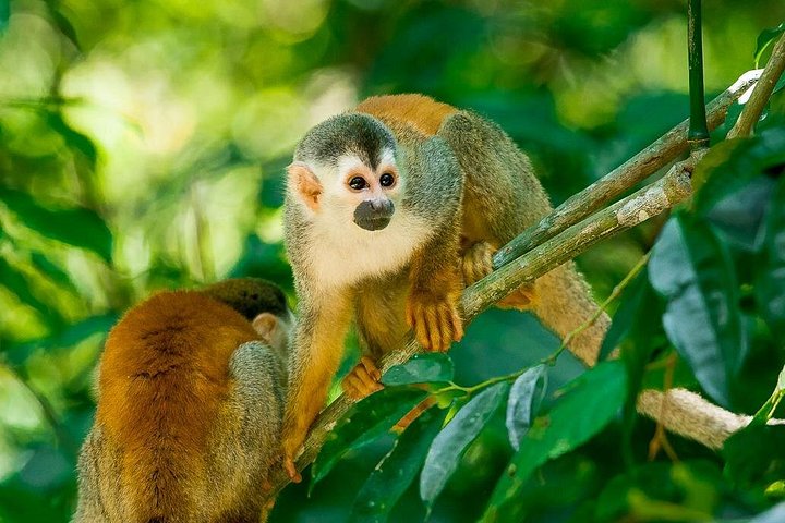 Excursion privée guidée dans le parc national Manuel Antonio au Costa Rica, avec faune et plages, photo 14 | wizardtrip