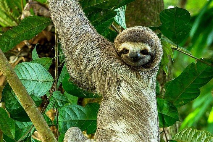 Excursion privée guidée dans le parc national Manuel Antonio au Costa Rica, avec faune et plages, photo 17 | wizardtrip