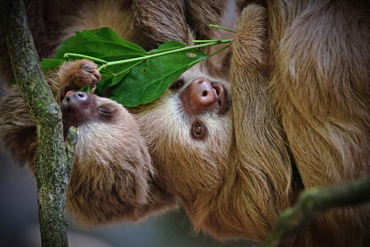 Tour Guiado de Naturaleza en el Parque Manuel Antonio con Especialista | wizardtrip