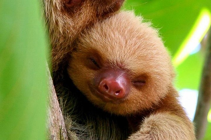 Passeggiata naturalistica guidata nel Parco Nazionale Manuel Antonio, Costa Rica, avvistando fauna selvatica come scimmie e bradipi, foto 6 | wizardtrip