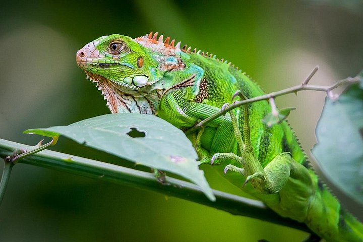 Passeggiata naturalistica guidata nel Parco Nazionale Manuel Antonio, Costa Rica, avvistando fauna selvatica come scimmie e bradipi, foto 9 | wizardtrip