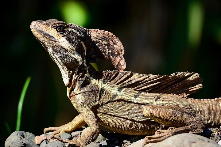 Passeggiata naturalistica guidata nel Parco Nazionale Manuel Antonio, Costa Rica, avvistando fauna selvatica come scimmie e bradipi, foto 10 | wizardtrip