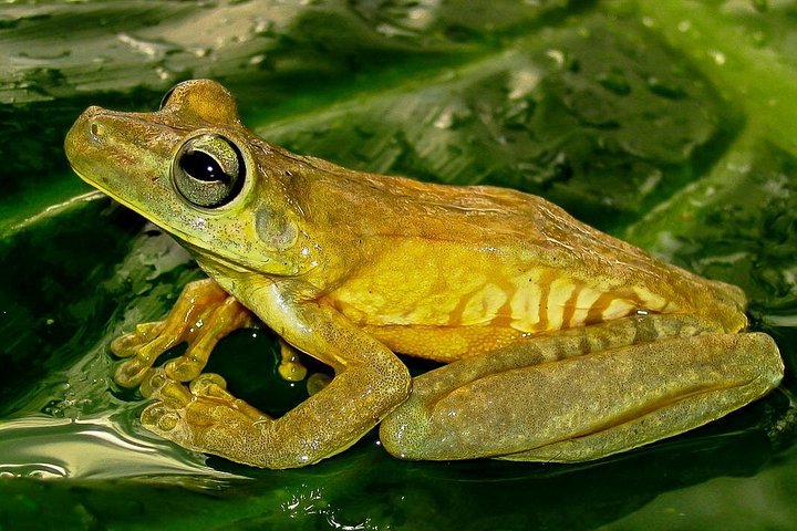Passeggiata naturalistica guidata nel Parco Nazionale Manuel Antonio, Costa Rica, avvistando fauna selvatica come scimmie e bradipi, foto 11 | wizardtrip