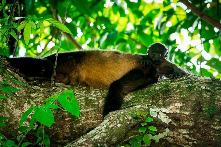 Passeggiata naturalistica guidata nel Parco Nazionale Manuel Antonio, Costa Rica, avvistando fauna selvatica come scimmie e bradipi, foto 12 | wizardtrip