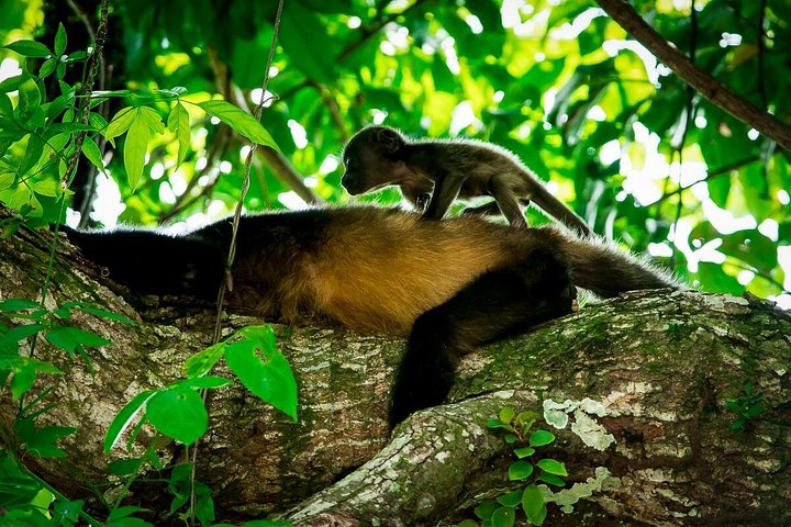 Passeggiata naturalistica guidata nel Parco Nazionale Manuel Antonio, Costa Rica, avvistando fauna selvatica come scimmie e bradipi, foto 14 | wizardtrip