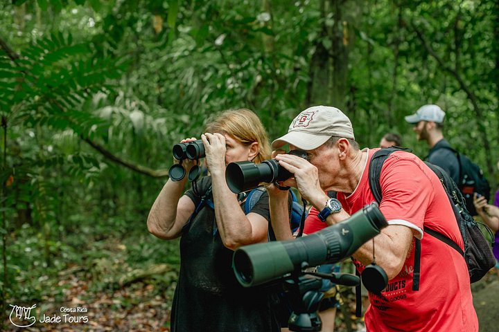 Passeggiata naturalistica guidata nel Parco Nazionale Manuel Antonio, Costa Rica, avvistando fauna selvatica come scimmie e bradipi, foto 19 | wizardtrip