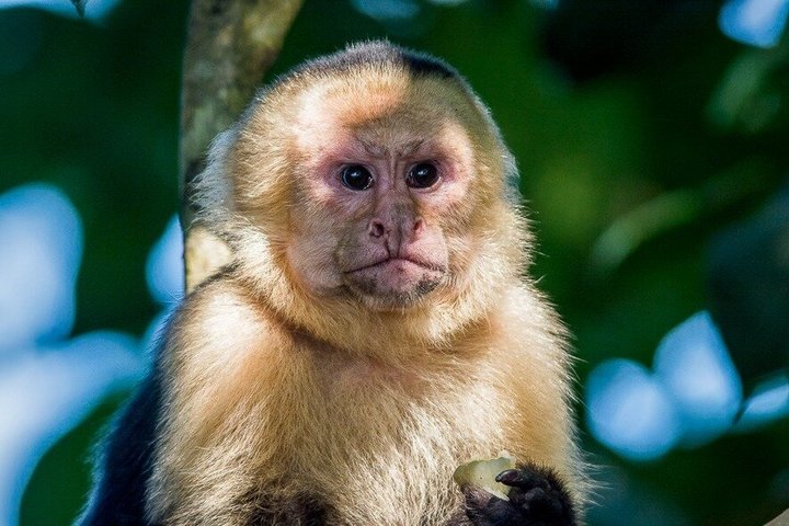 Passeggiata naturalistica guidata nel Parco Nazionale Manuel Antonio, Costa Rica, avvistando fauna selvatica come scimmie e bradipi, foto 20 | wizardtrip