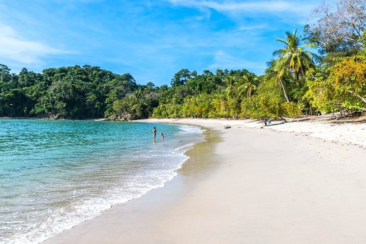 Passeggiata naturalistica guidata nel Parco Nazionale Manuel Antonio, Costa Rica, avvistando fauna selvatica come scimmie e bradipi, foto 22 | wizardtrip