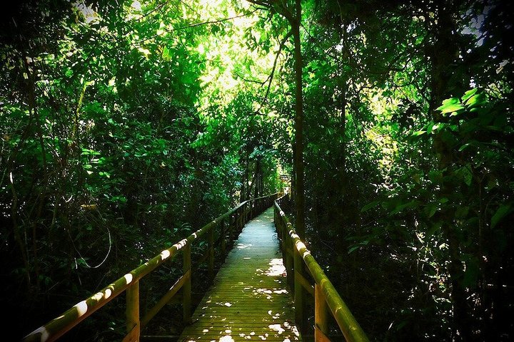 Passeggiata naturalistica guidata nel Parco Nazionale Manuel Antonio, Costa Rica, avvistando fauna selvatica come scimmie e bradipi, foto 23 | wizardtrip