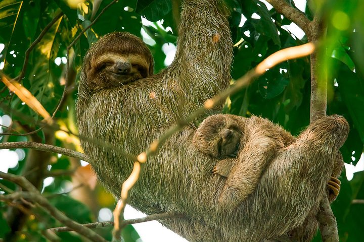 Tour en Bote por los Manglares de Isla Damas, Manuel Antonio | wizardtrip