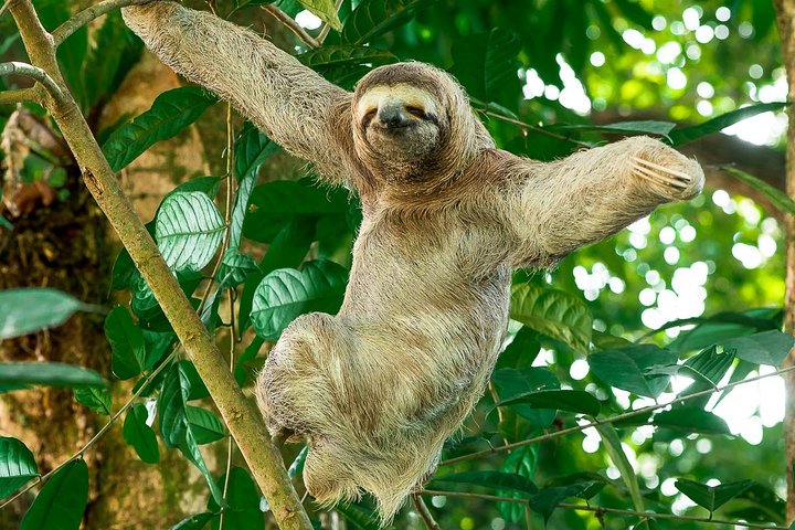 Boottocht door de weelderige mangrovekanalen van Damas Island, Costa Rica, met het spotten van wilde dieren, foto 9 | wizardtrip