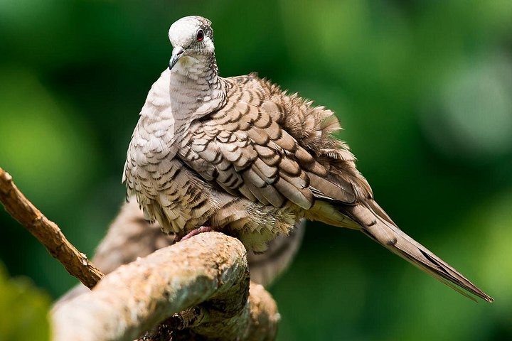 Boottocht door de weelderige mangrovekanalen van Damas Island, Costa Rica, met het spotten van wilde dieren, foto 11 | wizardtrip