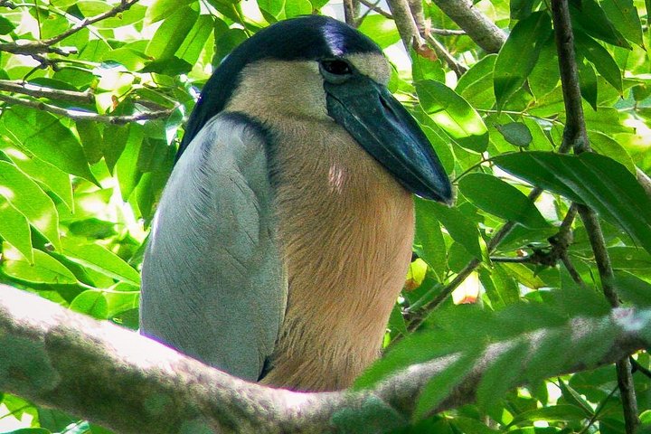 Boottocht door de weelderige mangrovekanalen van Damas Island, Costa Rica, met het spotten van wilde dieren, foto 12 | wizardtrip
