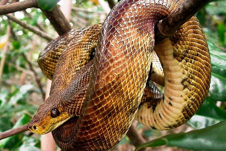 Boottocht door de weelderige mangrovekanalen van Damas Island, Costa Rica, met het spotten van wilde dieren, foto 17 | wizardtrip