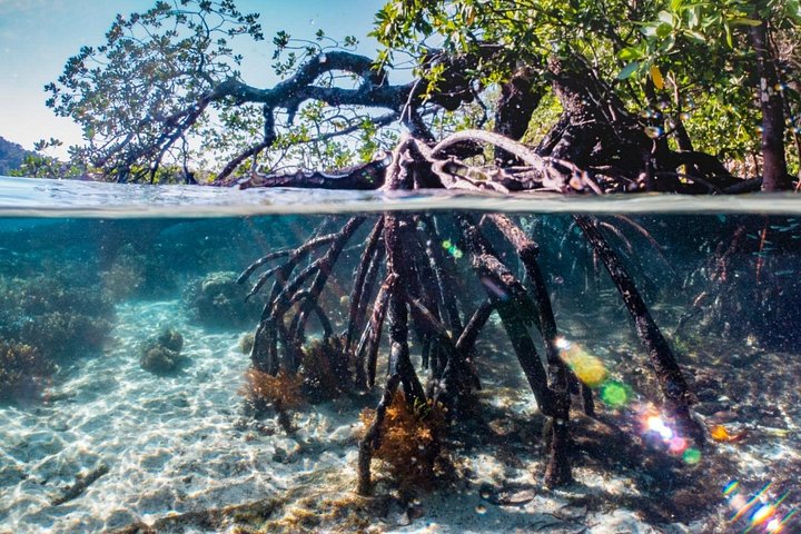 Boottocht door de weelderige mangrovekanalen van Damas Island, Costa Rica, met het spotten van wilde dieren, foto 18 | wizardtrip