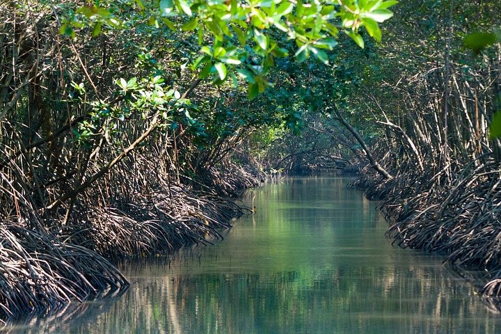 Boottocht door de weelderige mangrovekanalen van Damas Island, Costa Rica, met het spotten van wilde dieren, foto 19 | wizardtrip