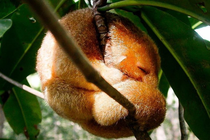Boottocht door de weelderige mangrovekanalen van Damas Island, Costa Rica, met het spotten van wilde dieren, foto 20 | wizardtrip