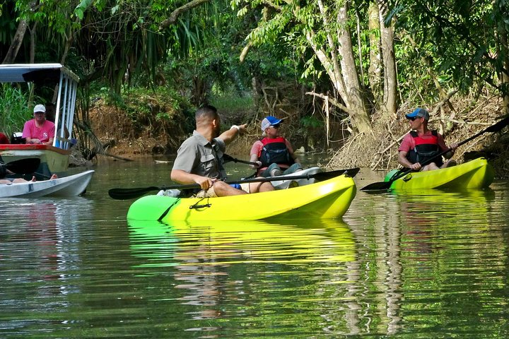Kayak dans les forêts de mangroves luxuriantes de l'île de Damas, Costa Rica, en observant la faune, photo 9 | wizardtrip