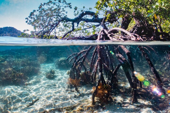 Kayak dans les forêts de mangroves luxuriantes de l'île de Damas, Costa Rica, en observant la faune, photo 11 | wizardtrip