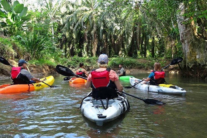 Kayak dans les forêts de mangroves luxuriantes de l'île de Damas, Costa Rica, en observant la faune, photo 12 | wizardtrip