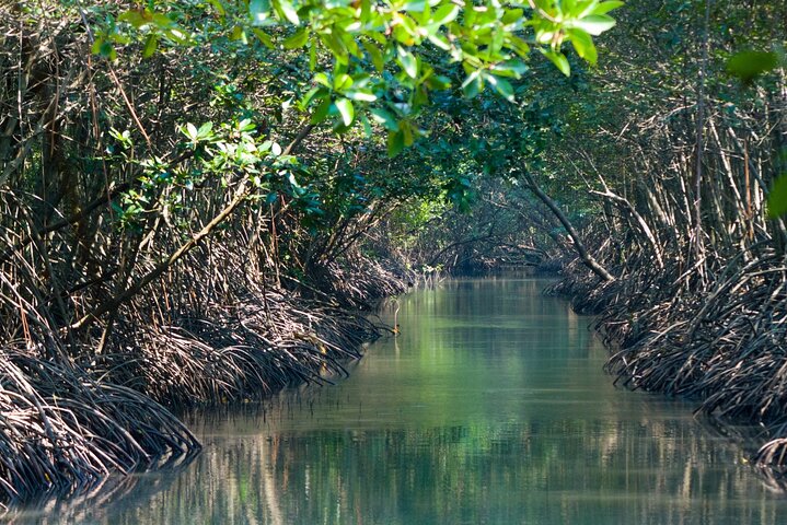 Kayak dans les forêts de mangroves luxuriantes de l'île de Damas, Costa Rica, en observant la faune, photo 14 | wizardtrip