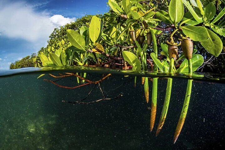 Kayak dans les forêts de mangroves luxuriantes de l'île de Damas, Costa Rica, en observant la faune, photo 15 | wizardtrip
