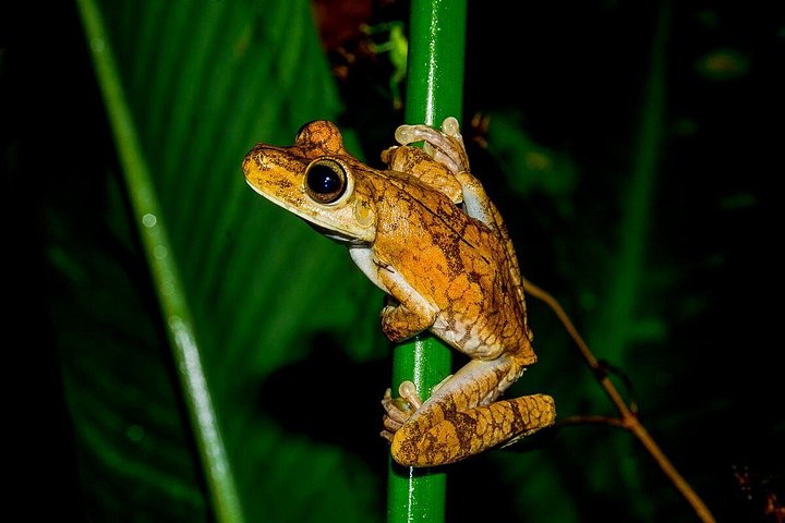 Begeleide nachttour in het Rainmaker Park van Costa Rica, spot nachtdieren en geniet van een diner, foto 6 | wizardtrip