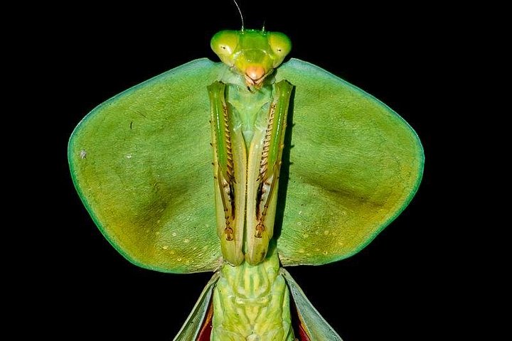 Begeleide nachttour in het Rainmaker Park van Costa Rica, spot nachtdieren en geniet van een diner, foto 8 | wizardtrip