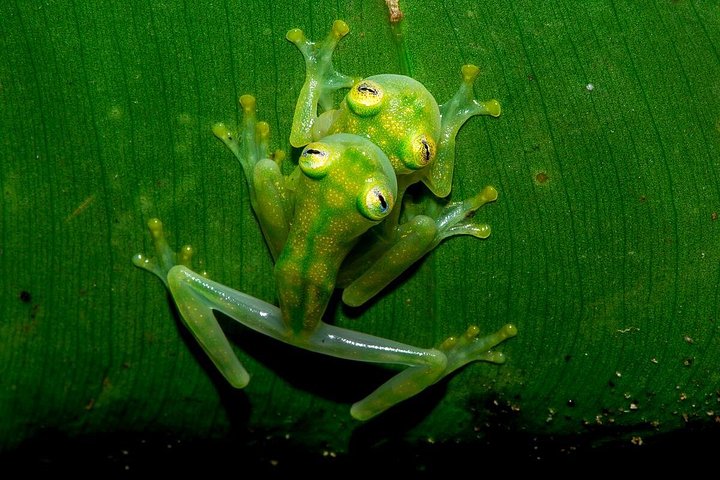 Begeleide nachttour in het Rainmaker Park van Costa Rica, spot nachtdieren en geniet van een diner, foto 9 | wizardtrip