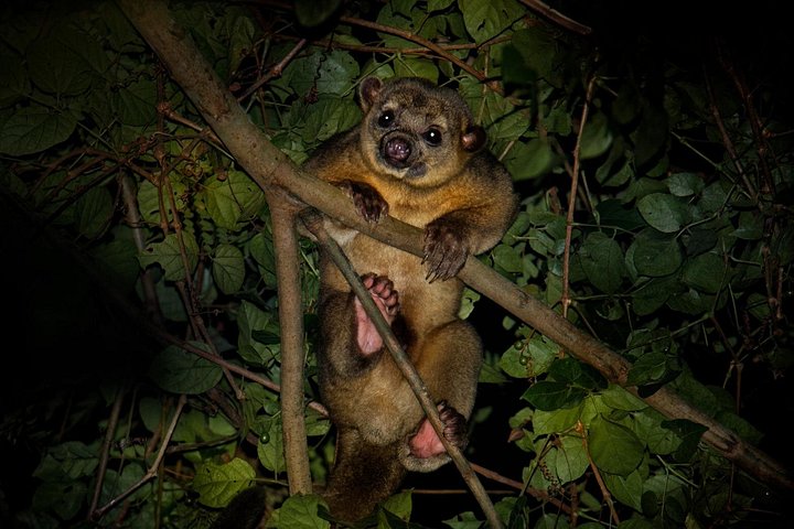 Tour Nocturno en Barco por el Manglar con Cena en Manuel Antonio | wizardtrip