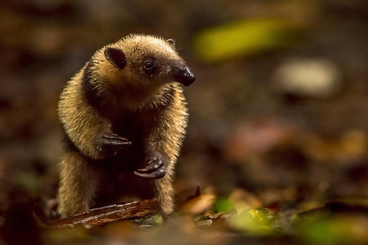 Nachtbootfahrt durch den Mangrovenwald in Manuel Antonio, Costa Rica, zur Beobachtung nachtaktiver Tiere, Foto 6 | wizardtrip