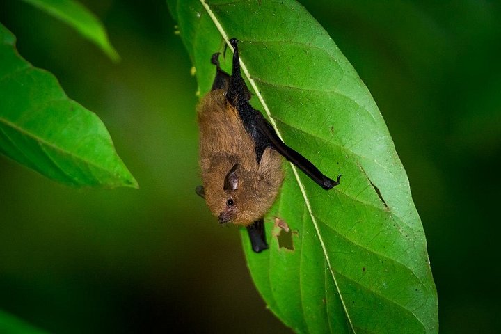 Nachtbootfahrt durch den Mangrovenwald in Manuel Antonio, Costa Rica, zur Beobachtung nachtaktiver Tiere, Foto 13 | wizardtrip