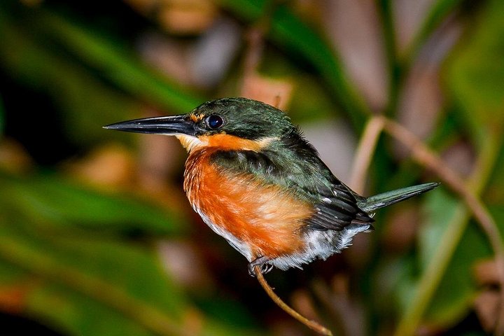 Nachtbootfahrt durch den Mangrovenwald in Manuel Antonio, Costa Rica, zur Beobachtung nachtaktiver Tiere, Foto 14 | wizardtrip