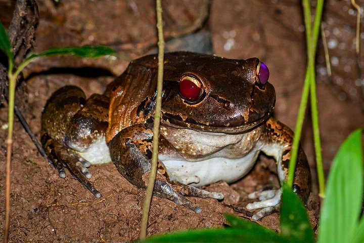 Nachtbootfahrt durch den Mangrovenwald in Manuel Antonio, Costa Rica, zur Beobachtung nachtaktiver Tiere, Foto 15 | wizardtrip