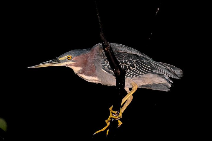 Nachtbootfahrt durch den Mangrovenwald in Manuel Antonio, Costa Rica, zur Beobachtung nachtaktiver Tiere, Foto 16 | wizardtrip