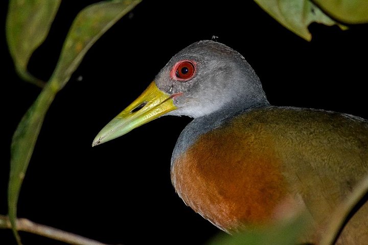 Nachtbootfahrt durch den Mangrovenwald in Manuel Antonio, Costa Rica, zur Beobachtung nachtaktiver Tiere, Foto 17 | wizardtrip