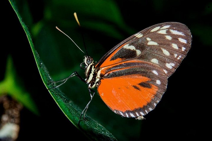 Nachtbootfahrt durch den Mangrovenwald in Manuel Antonio, Costa Rica, zur Beobachtung nachtaktiver Tiere, Foto 19 | wizardtrip