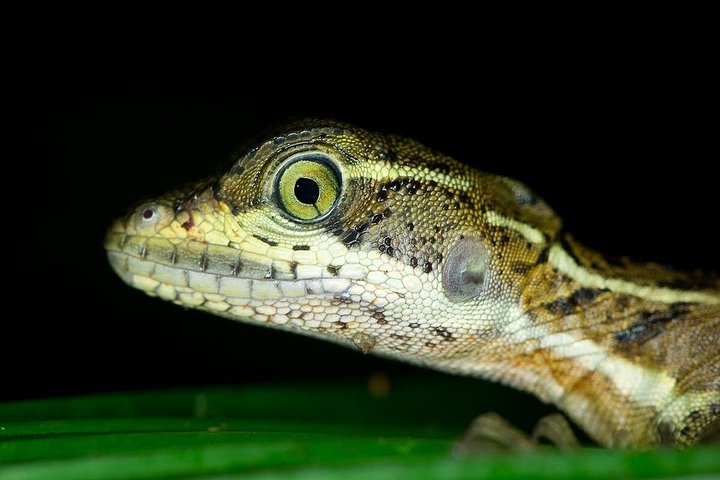 Nachtbootfahrt durch den Mangrovenwald in Manuel Antonio, Costa Rica, zur Beobachtung nachtaktiver Tiere, Foto 20 | wizardtrip