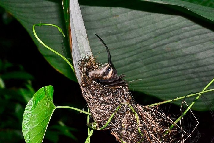 Nachtbootfahrt durch den Mangrovenwald in Manuel Antonio, Costa Rica, zur Beobachtung nachtaktiver Tiere, Foto 21 | wizardtrip