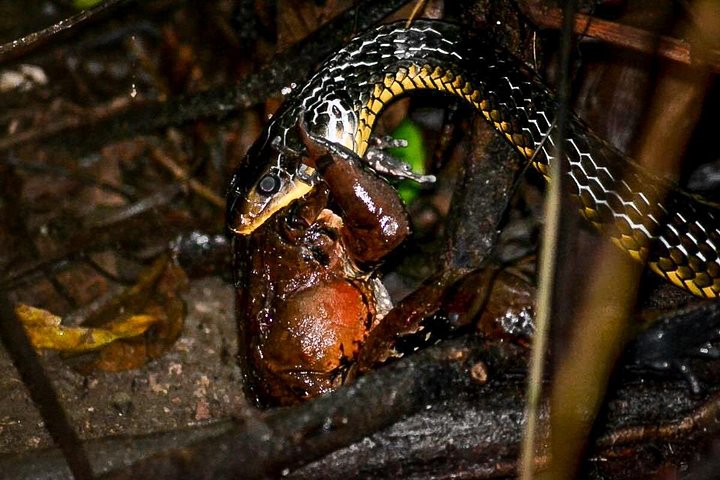 Nachtbootfahrt durch den Mangrovenwald in Manuel Antonio, Costa Rica, zur Beobachtung nachtaktiver Tiere, Foto 22 | wizardtrip