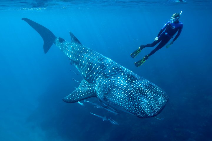 Nage avec les Requins-Baleines et Tour Plage Isla Mujeres | wizardtrip